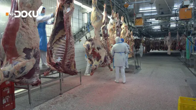 Vom Rind zum Steak - Europas grösster Rinder-Schlachthof