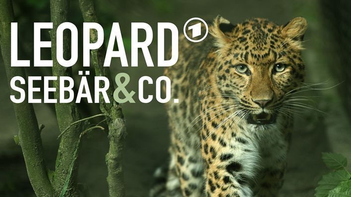 Leopard, Seebär & Co. (92)