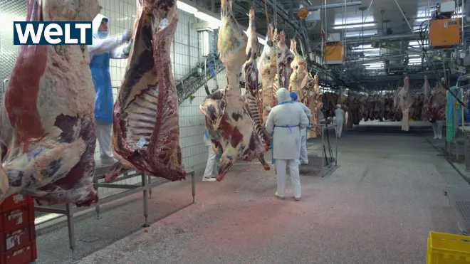 Vom Rind zum Steak - Europas grösster Rinder-Schlachthof