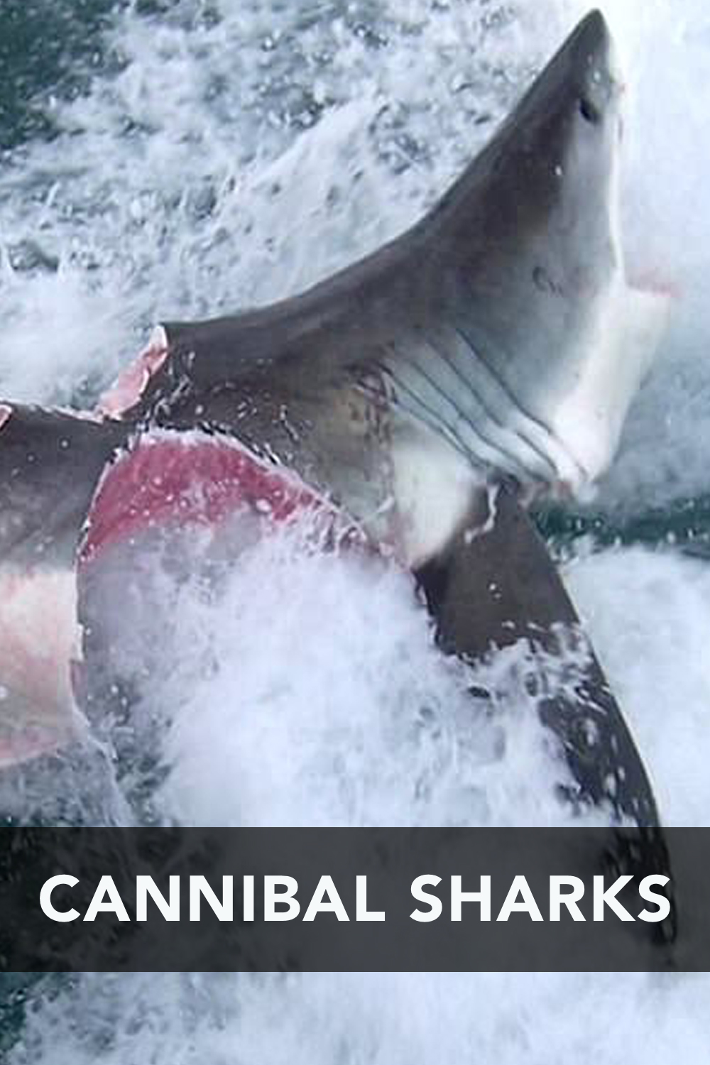 Cannibal Sharks