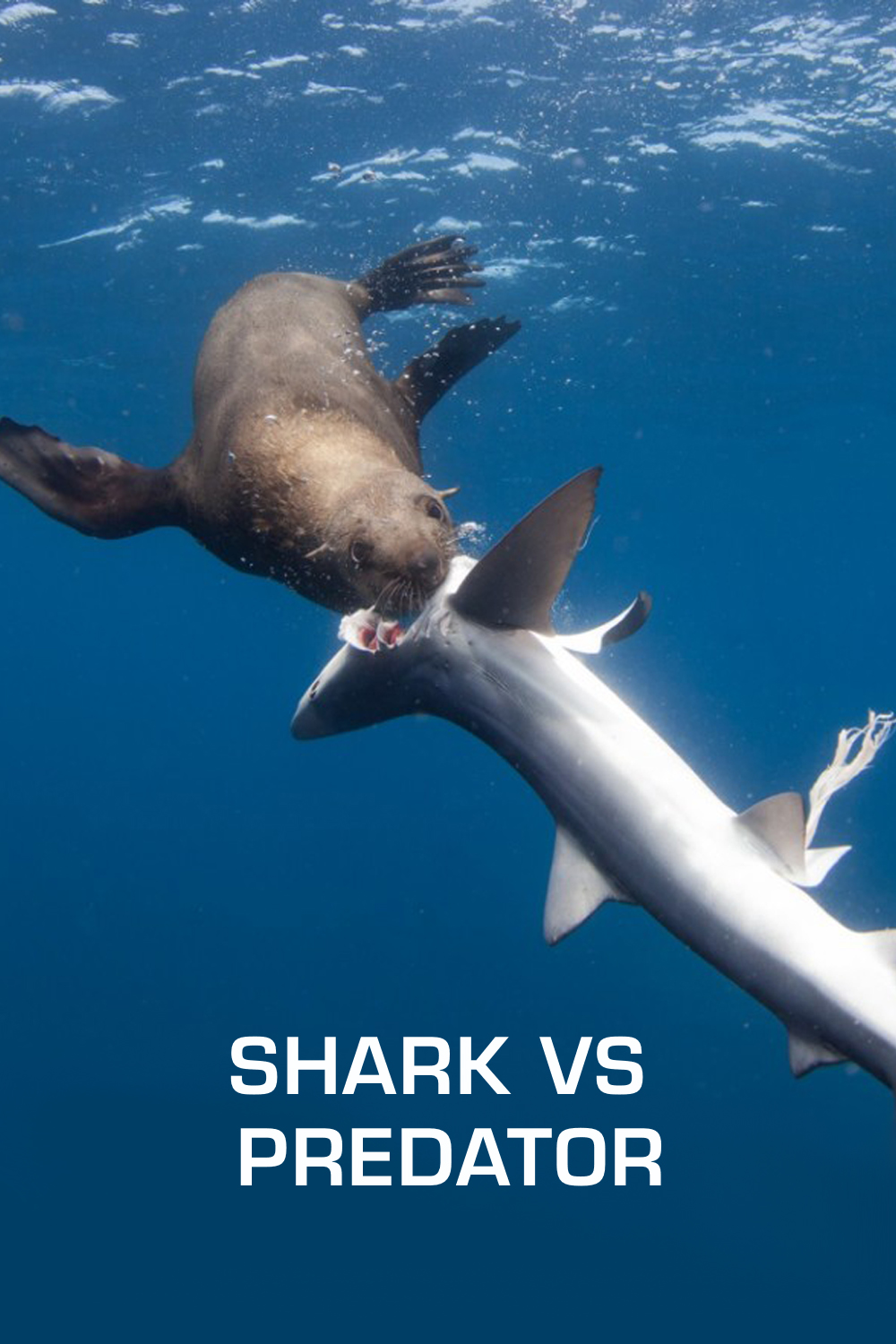 Shark vs. Predator