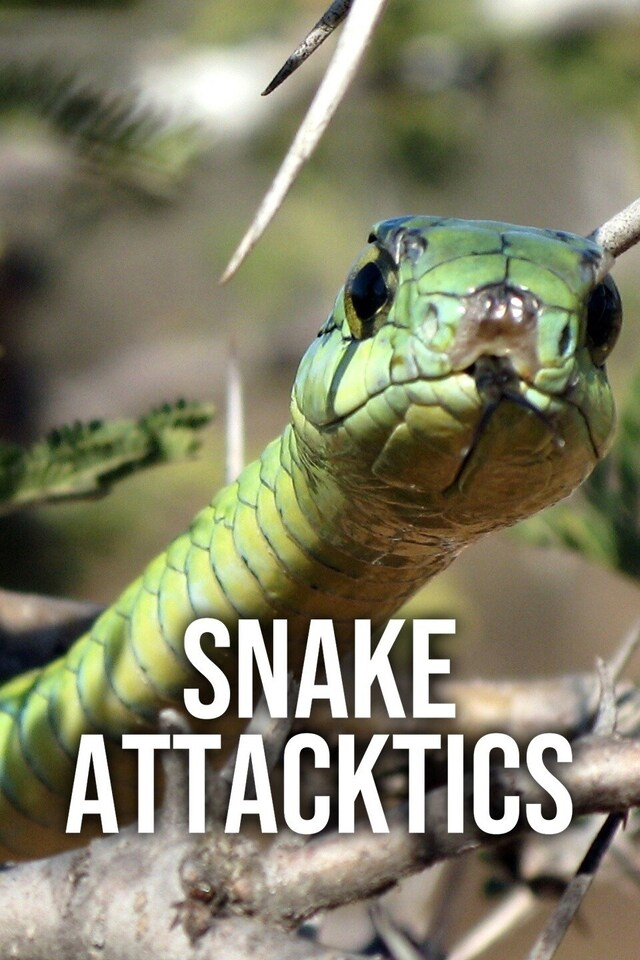 Snake Attacktics