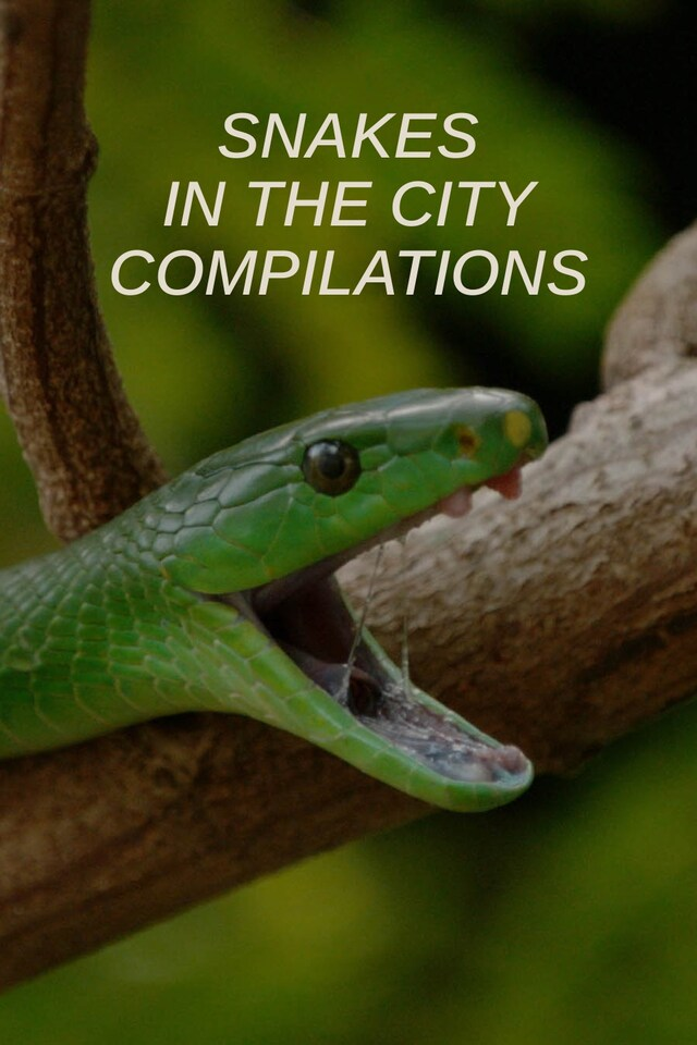 Snakes In The City Compilations