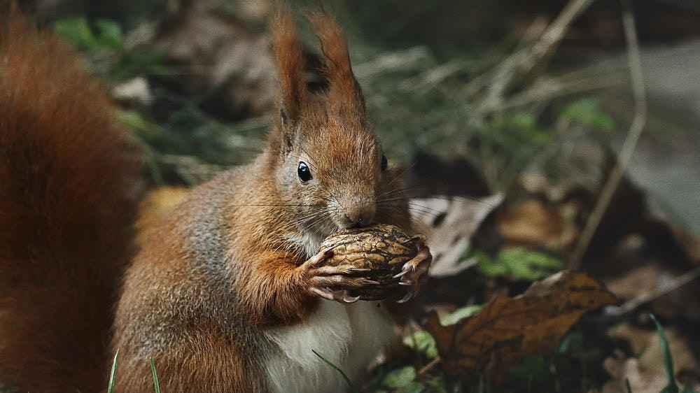 Vilde vidunderlige dyr: Egernet snyder en nøddetyv?