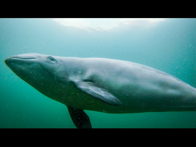 Vilde vidunderlige dyr: En lille hval, der jager og leger