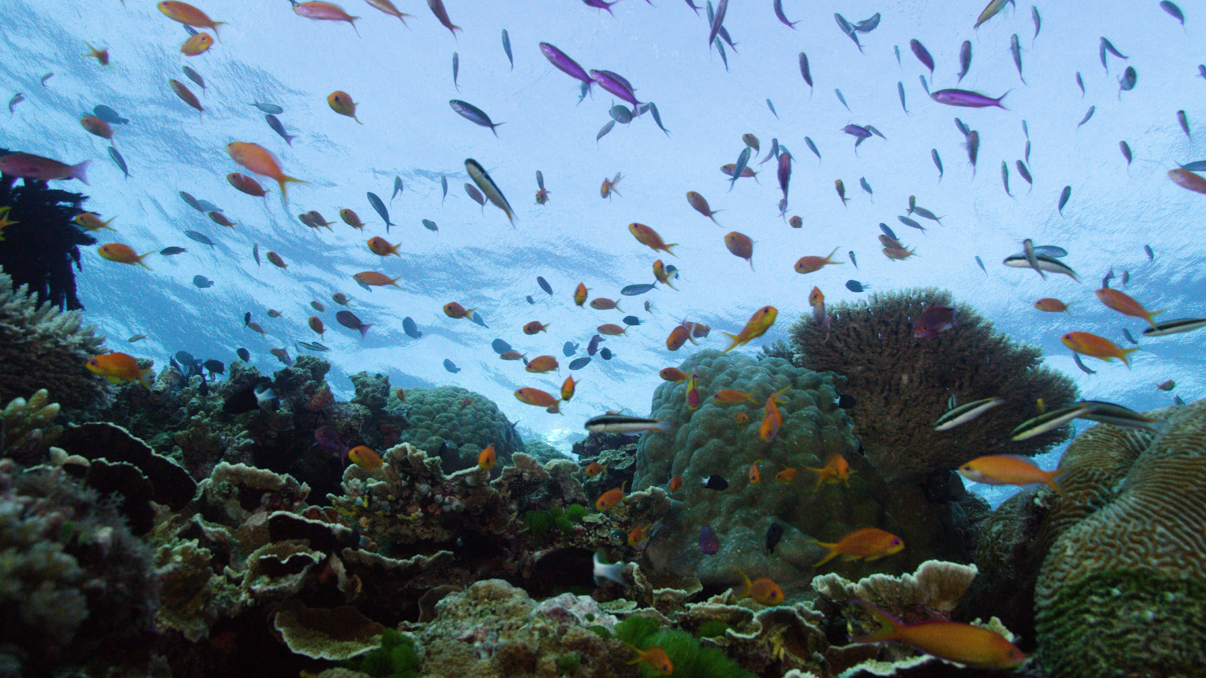The Great Barrier Reef: En levende skat