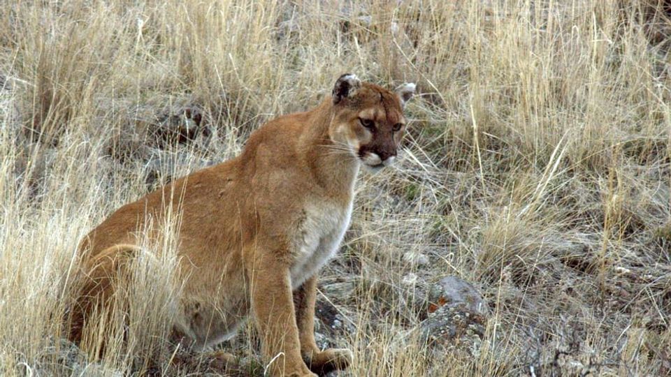 Pumas - Wild im Westen der USA