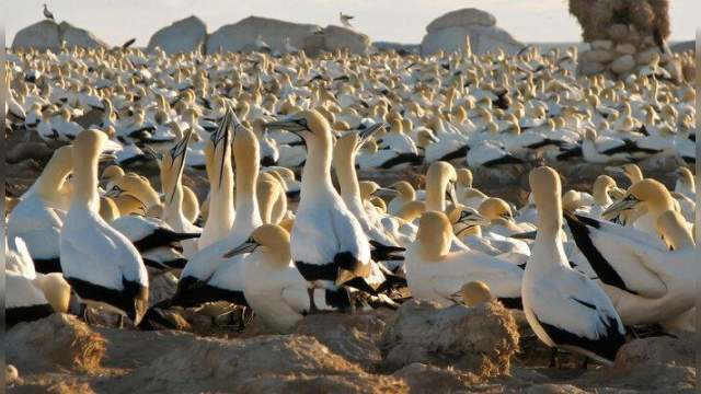 Gannets - The Wrong Side of the Run (Gannets, the Wrong Side of the Run), Nature, South Africa, 2010