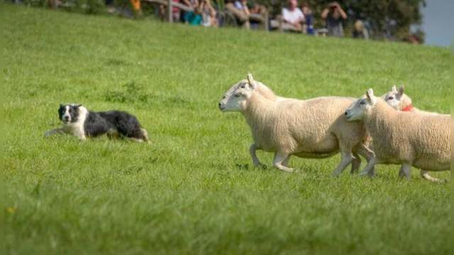 The Best Sheepdogs From Wales (Die besten Hütehunde von Wales), Nature, Germany, 2008