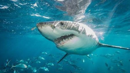 Great Whites Vs Cage