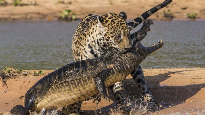 Jaguars vs. Crocs (Jaguars vs. Crocs), Apie gamtą, JAV, 2018