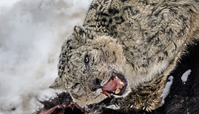 Snieginių leopardų beieškant: šešėlių vaikymasis