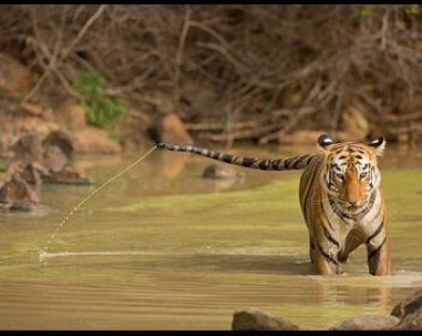Maya, la tigresse du Maharashtra