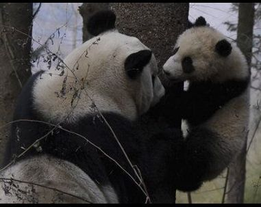 4 saisons au royaume du panda
