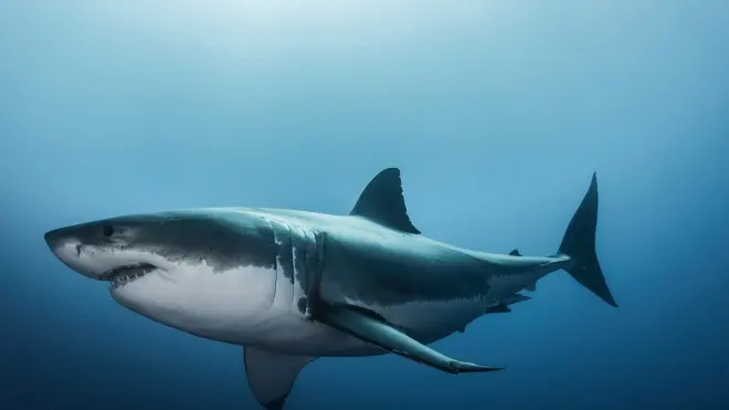Great White Abyss - Die Weissen Haie von Guadalupe