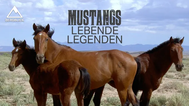 Mustangs - Lebende Legenden