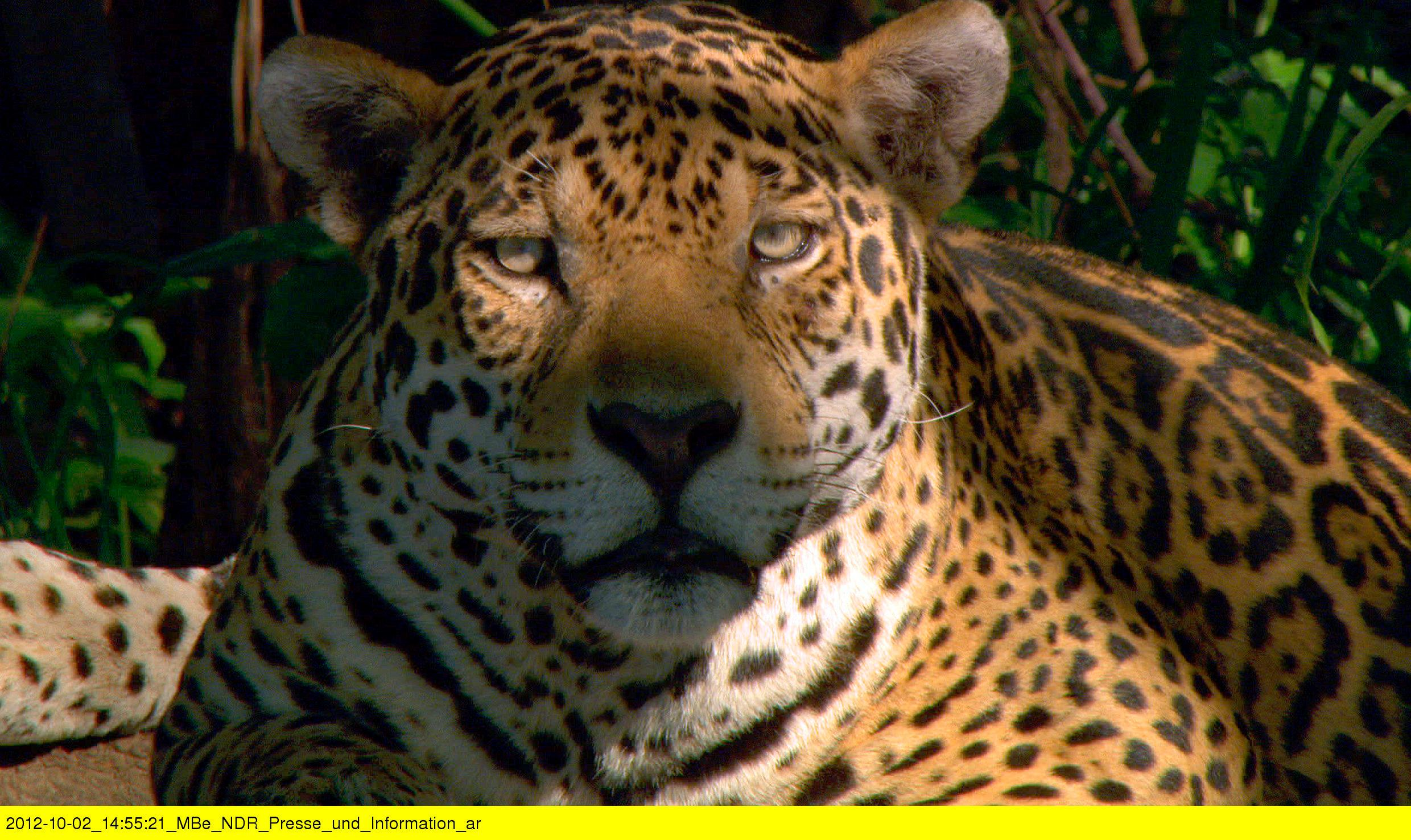 Der Jaguar · Unbekannter Dschungeljäger