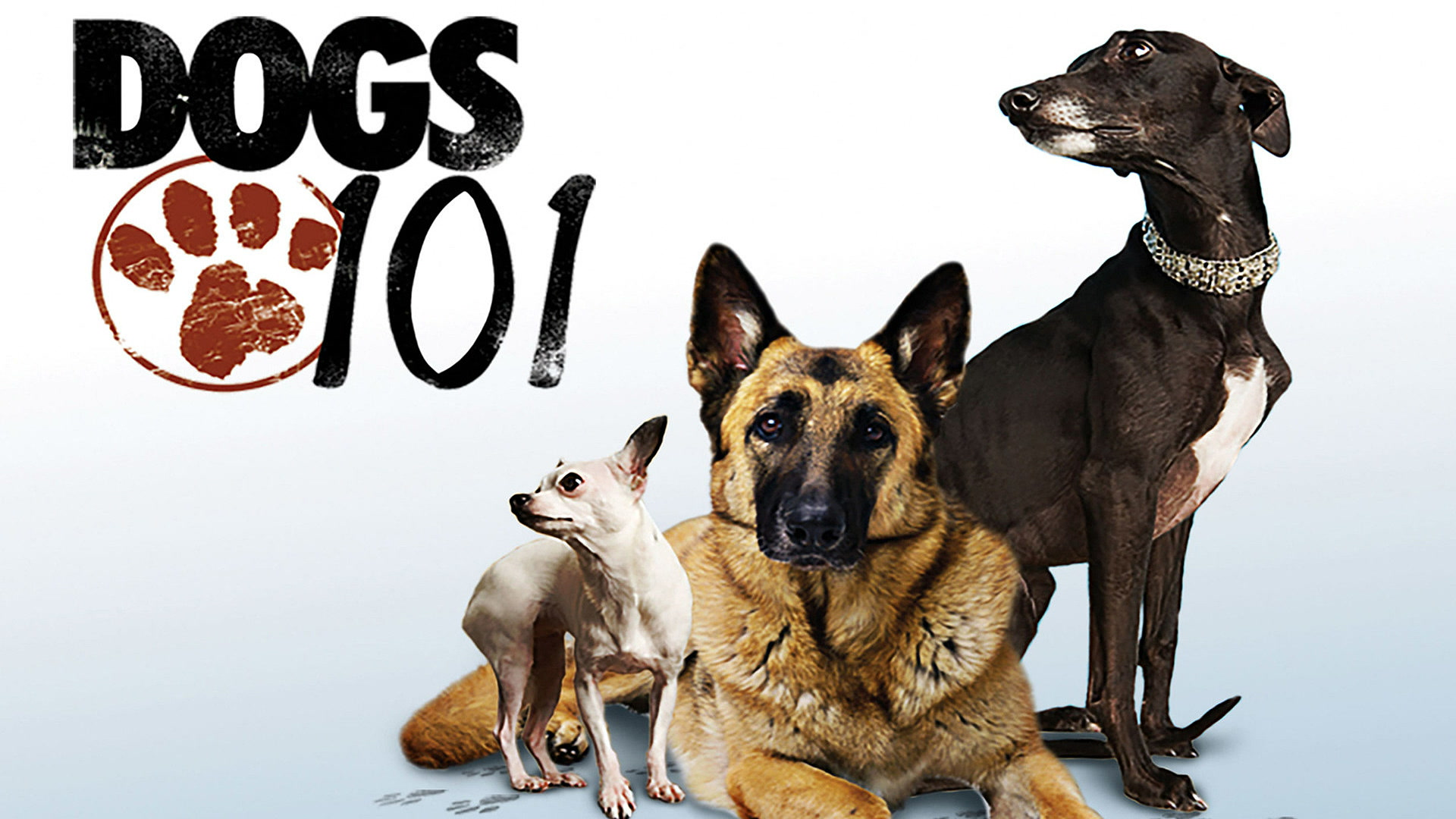 Dogs 101: Specials