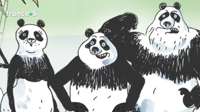 Pandas dans la brume