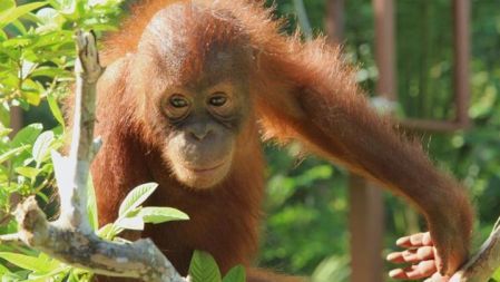 Meet The Orangutans (Series 1, Episode 5)