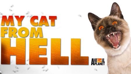 My Cat From Hell (Series 9): Baby The Bully (Episode 7)
