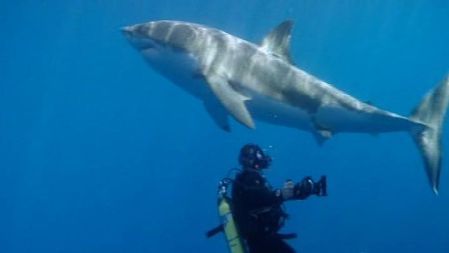Swimming With Monsters: Steve Backshall (Series 1): Shark (Episode 3)