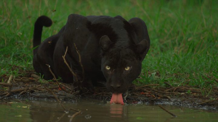 The Real Black Panther (The Real Black Panther), Apie gamtą, JAV, 2020