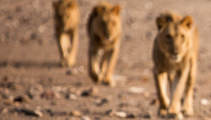 Nykstantys karaliai _ Namibo dykumos liūtai II