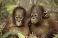 Kaip tampama orangutanu