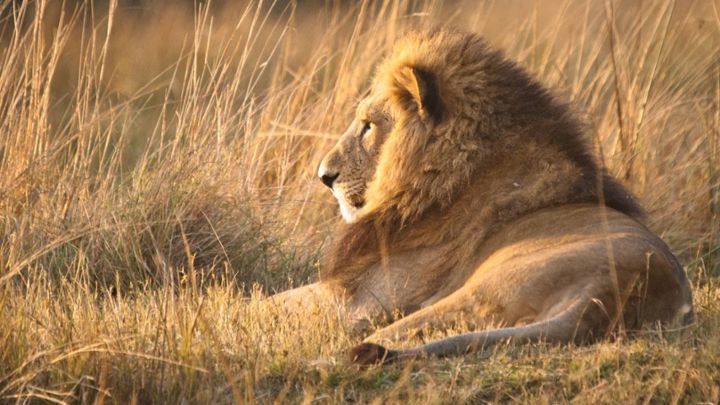 Return of the Lion (Return of the Lion), Apie gamtą, Pietų Afrika, 2016