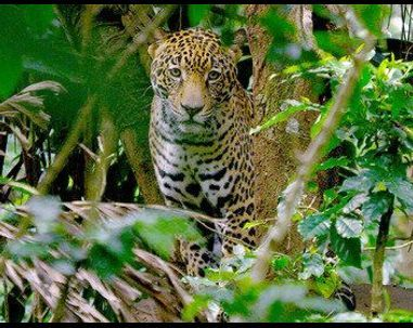 Costa Rica : Le réveil de la nature