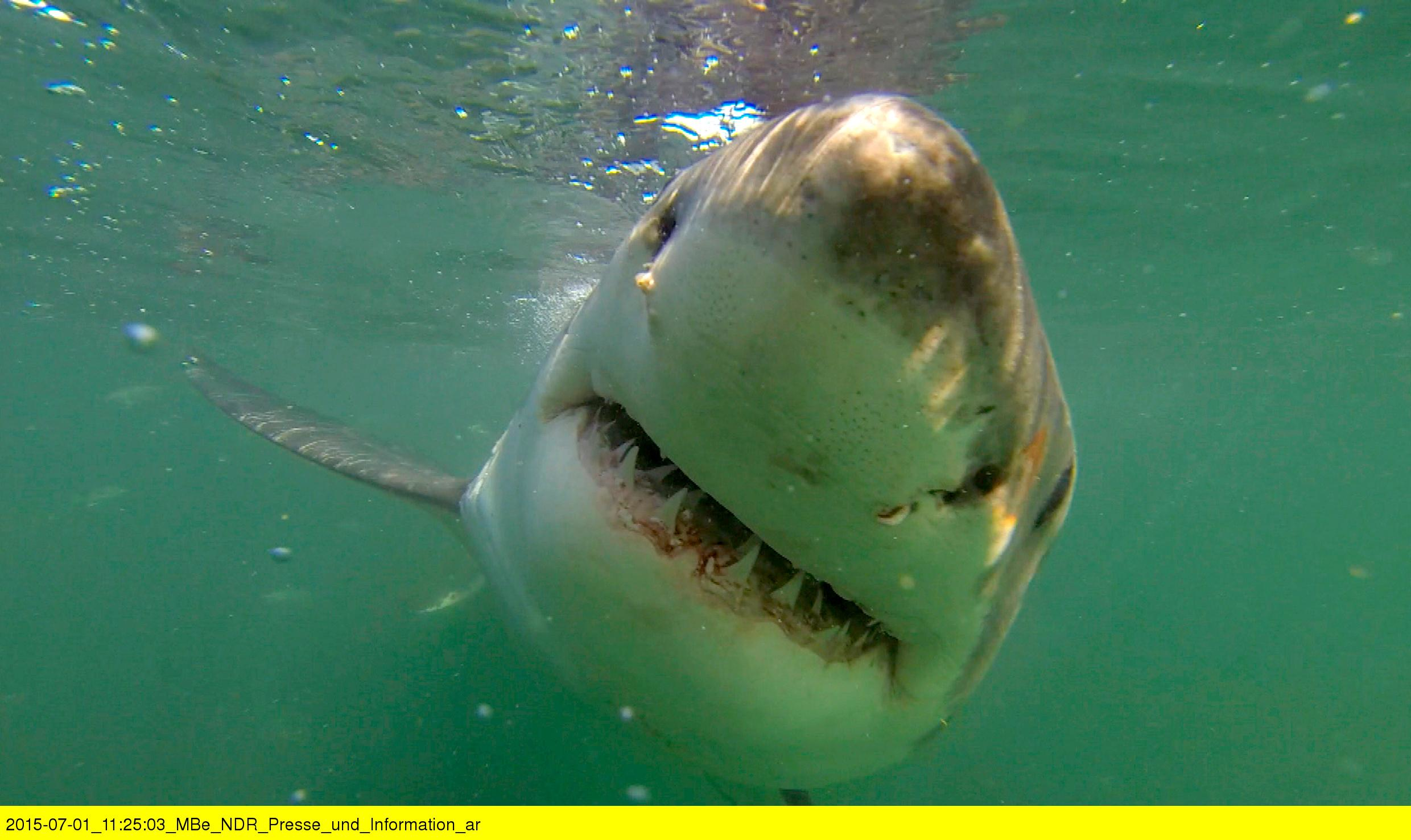 Fotoshooting mit dem Weißen Hai