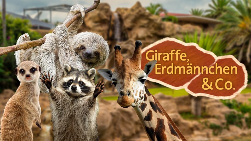 Giraffe, Erdmännchen & Co.