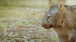 Das geheime Leben der Wombats