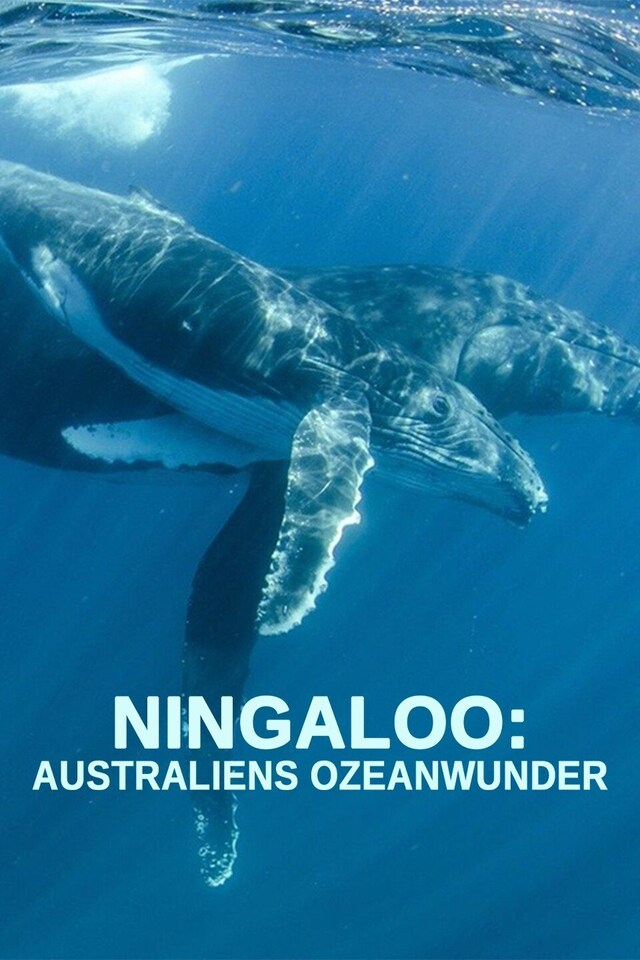 Ningaloo: Australiens Ozeanwunder