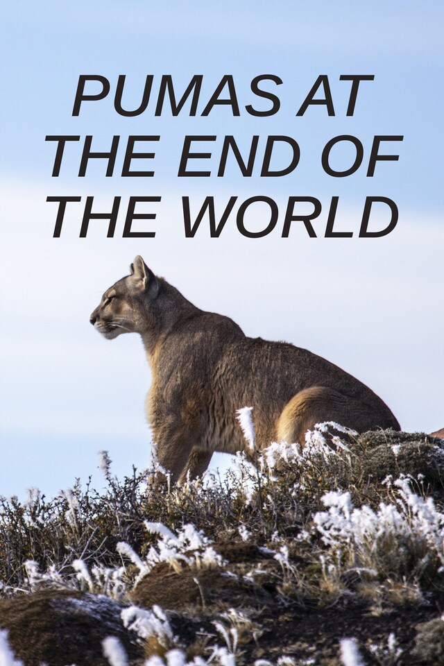 Pumas At The End Of The World