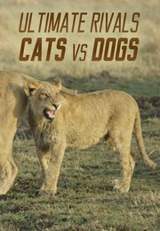 Ultimate Rivals: Cats vs Dogs