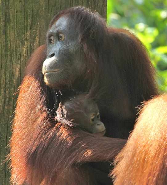 Poznajcie Orangutany
