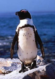 Poznajcie pingwiny