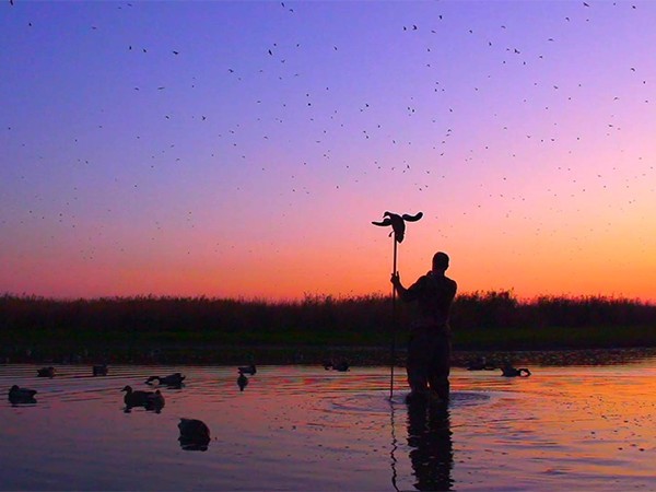 Подражая птицам. Охота на гуся в Новгородской области (16+)