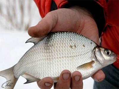 Зимняя рыбалка в Удмуртии. 6-я серия (16+)