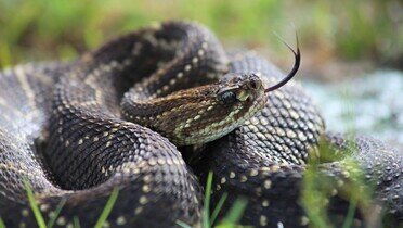Deset najsmrtonosnijih zmija