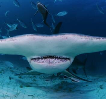 Cuando los tiburones atacan: Emboscada en tierra firme