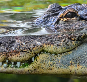 Florida salvaje: Costa cocodrilo