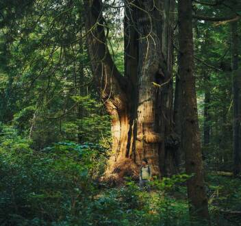 El mundo invisible de los bosques: El eucalipto (Australia)
