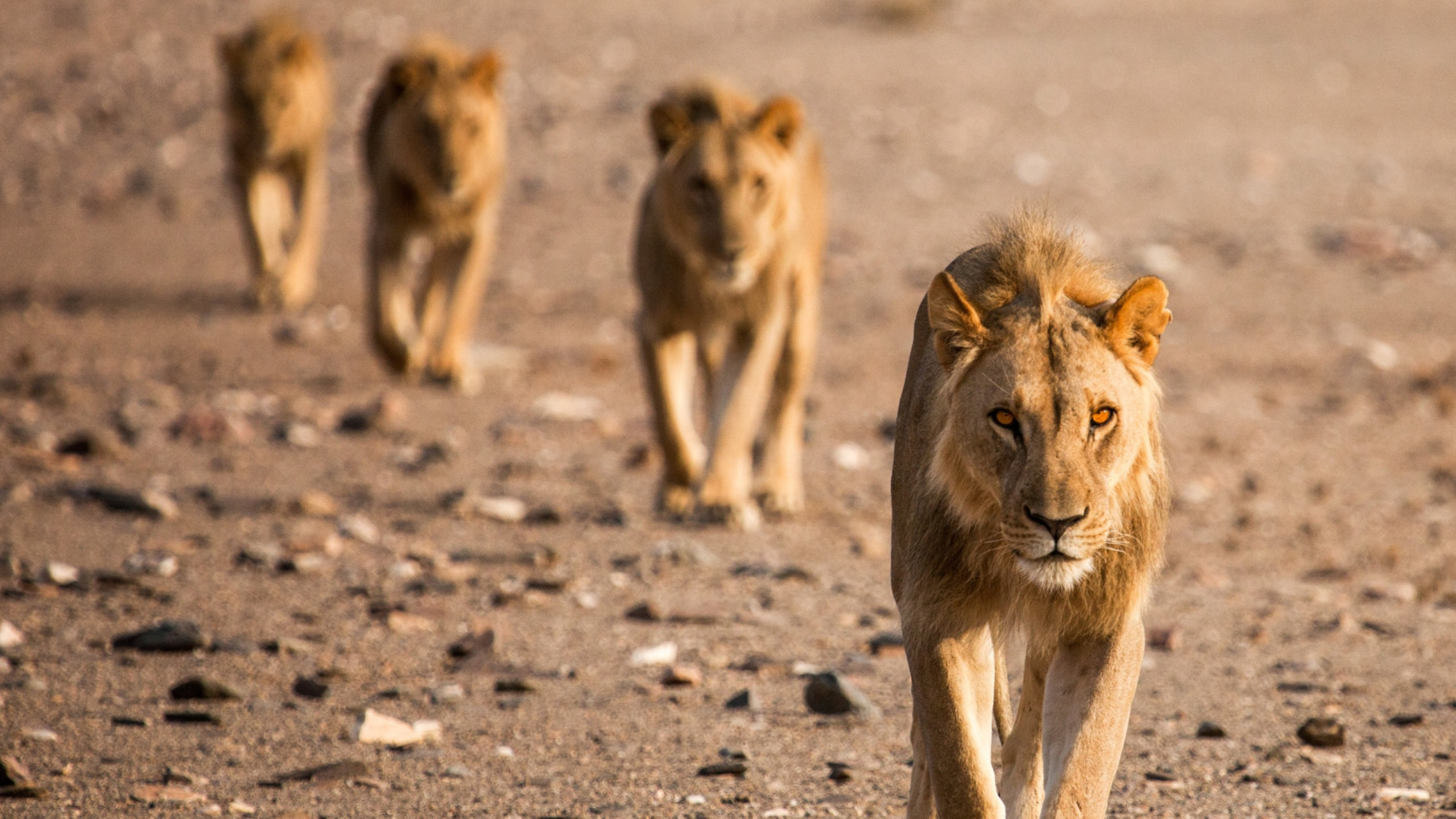 Försvinnande kungar - Namibs lejon II