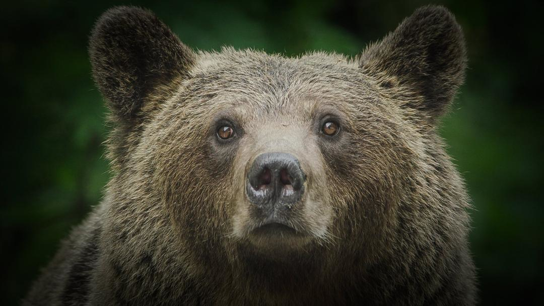 Trädgårdsbjörnarna i Transsylvanien