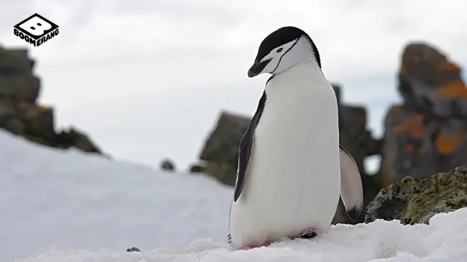 Les aventures du petit pingouin