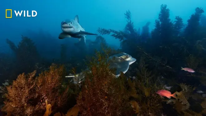 Bullenhaie auf Beutejagd