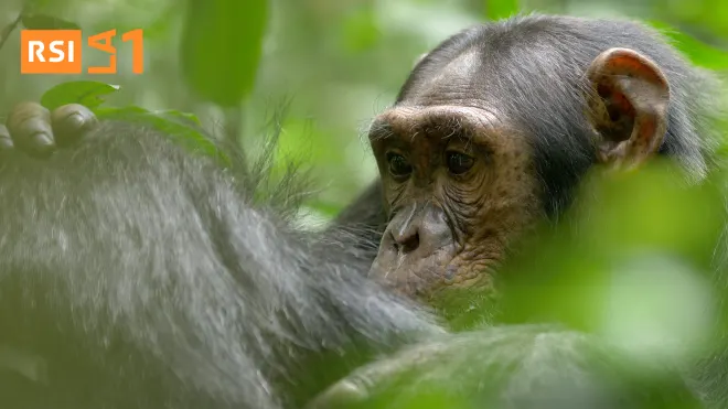 Uganda: La terra degli scimpanzé